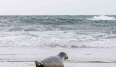 A seal heading towards the sea on a beach. The seal is grey and has a small yellow tag on its tale.