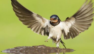 How I saved a migrating fledgling swallow