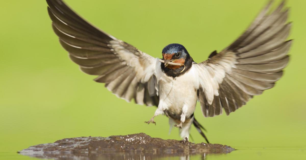 How I saved a migrating fledgling swallow