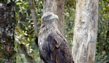Readers react after white-tailed eagles arrive in the Lake District
