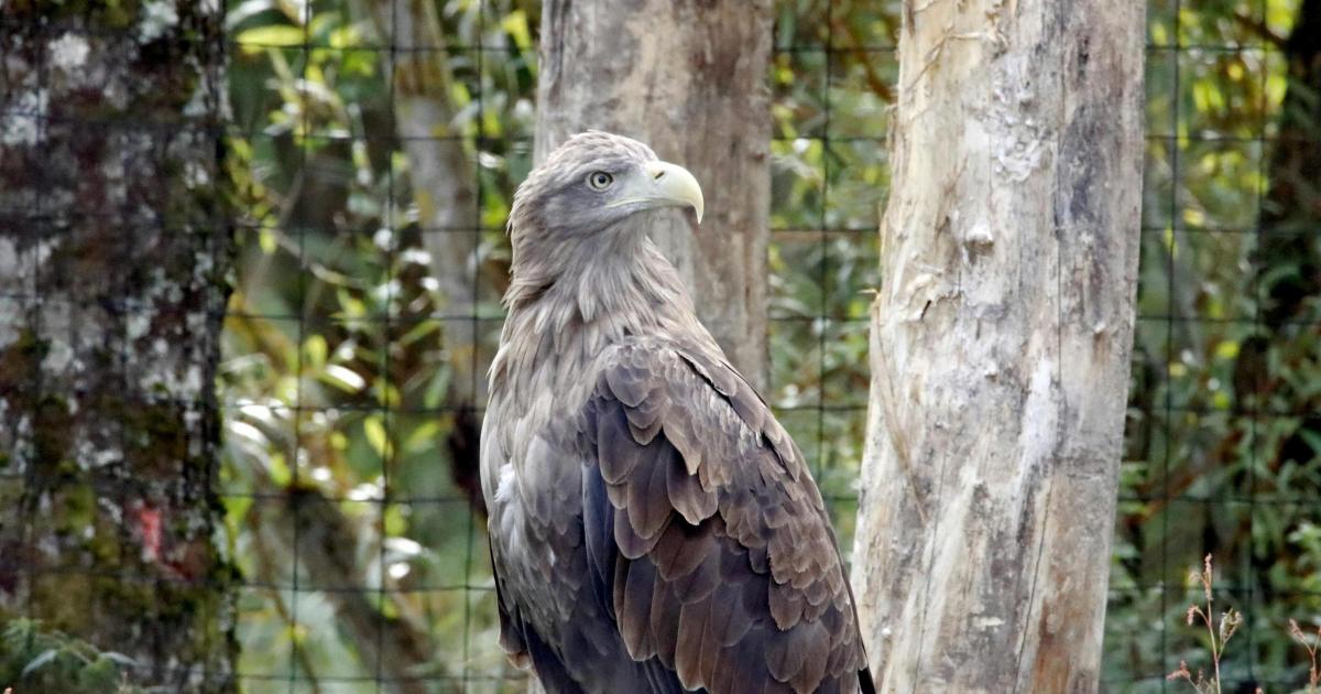 Readers react after white-tailed eagles arrive in the Lake District