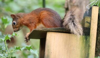 Ryde garden owners asked to report red squirrel sightings