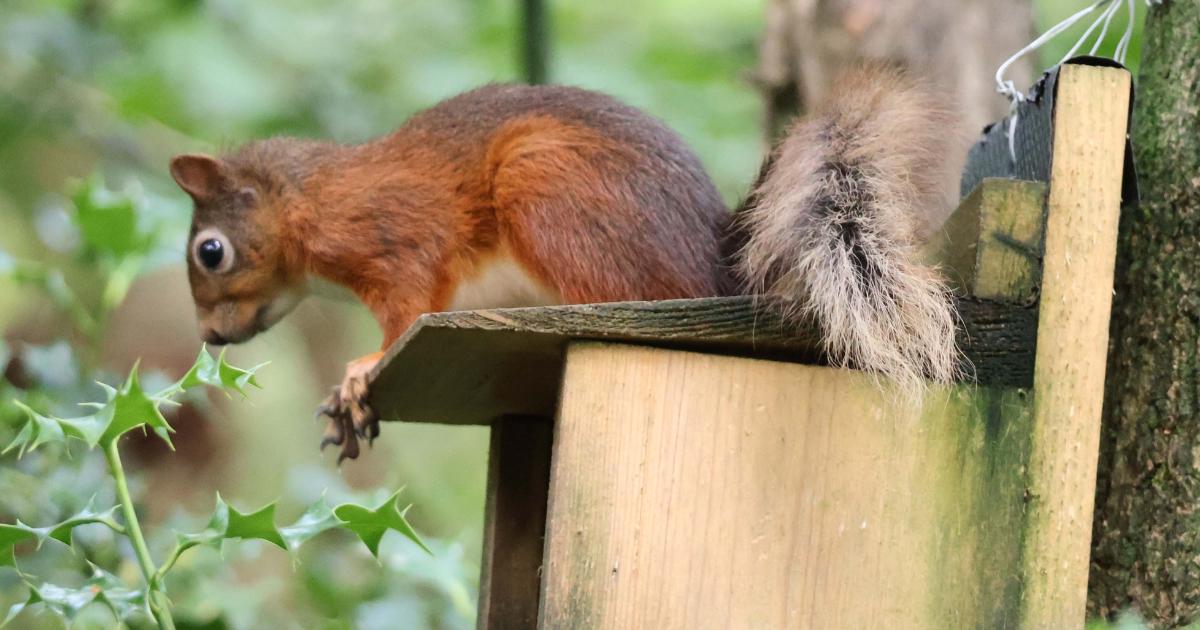 Ryde garden owners asked to report red squirrel sightings