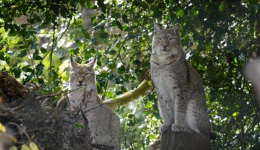 Lynx could thrive in Cumbria if plans get greenlight