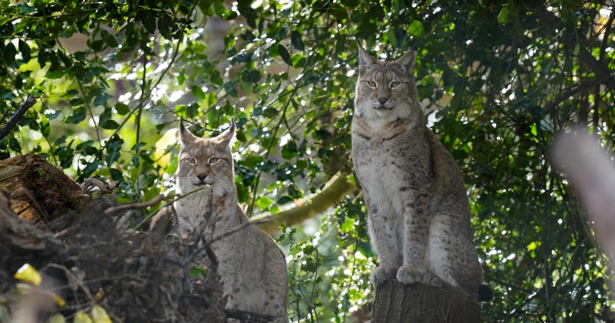 Lynx could thrive in Cumbria if plans get greenlight