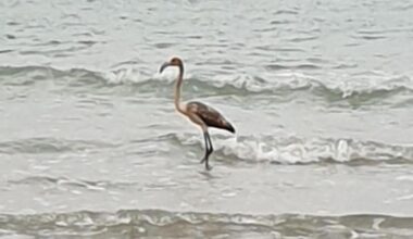 Reported sighting of missing flamingo from Cornwall