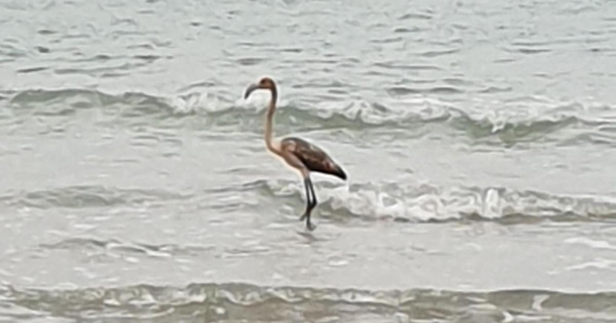 Reported sighting of missing flamingo from Cornwall