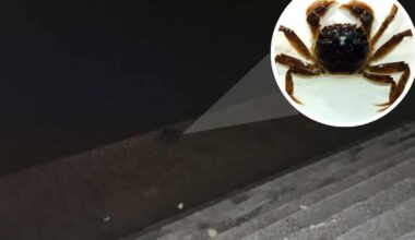 Invasive Chinese mitten crab 'spotted' in Worcester's river