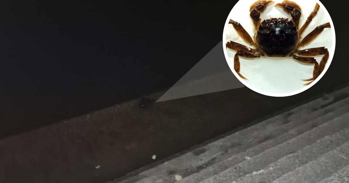 Invasive Chinese mitten crab 'spotted' in Worcester's river