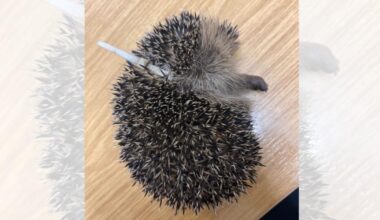Hedgehog has surgery after getting caught in zip tie in Norfolk