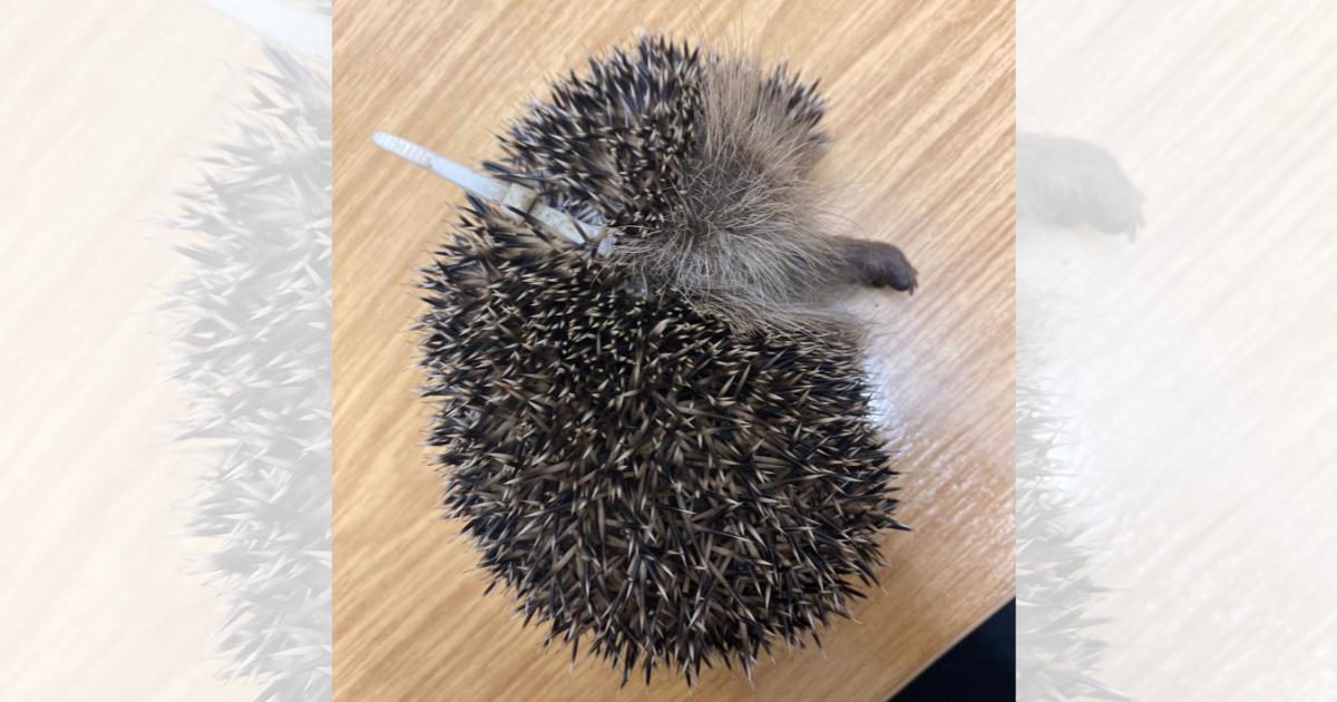 Hedgehog has surgery after getting caught in zip tie in Norfolk