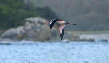 Flamingo who took flight from Cornwall park now in France