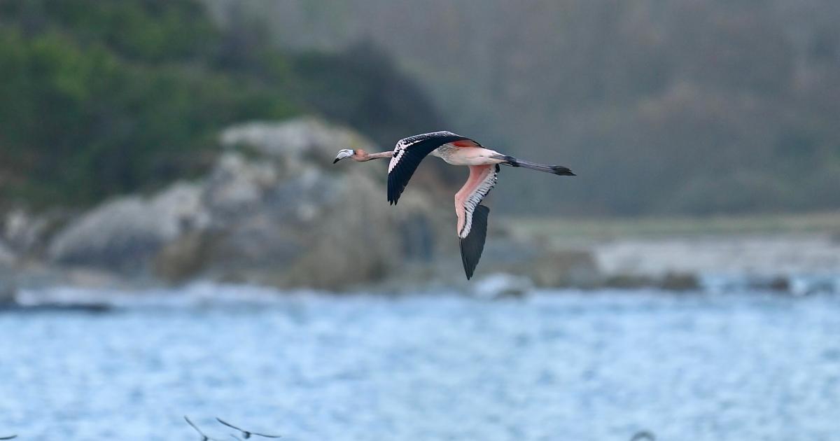 Flamingo who took flight from Cornwall park now in France