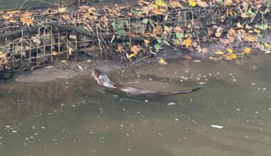 Otter seen swimming at River Biss in Trowbridge