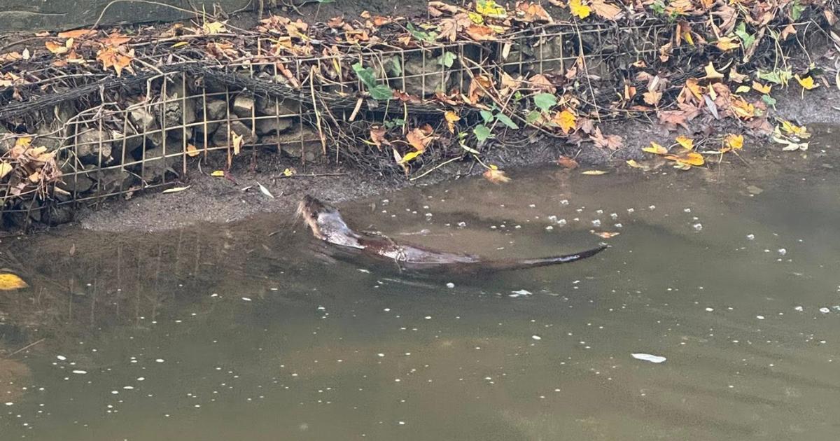 Otter seen swimming at River Biss in Trowbridge