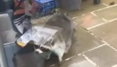 RECAP: Raccoon spotted on the loose in garden in Gwennap - Falmouth Packet