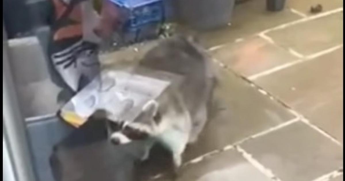 RECAP: Raccoon spotted on the loose in garden in Gwennap - Falmouth Packet