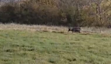 Deer caught in electric fence saved by Bury wildlife rescue