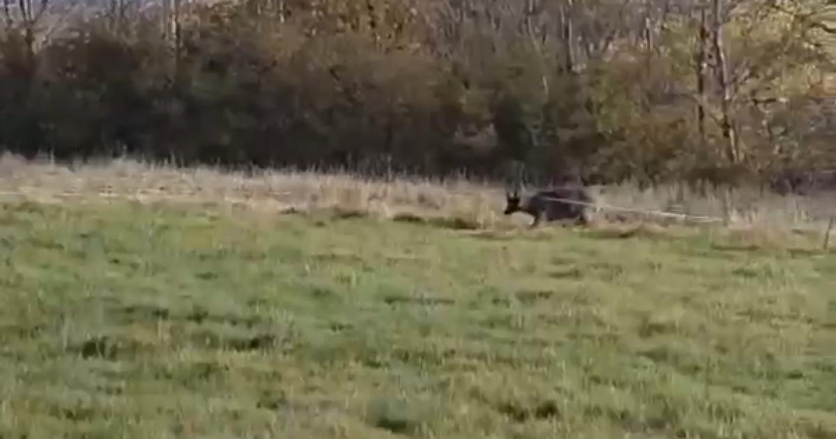 Deer caught in electric fence saved by Bury wildlife rescue