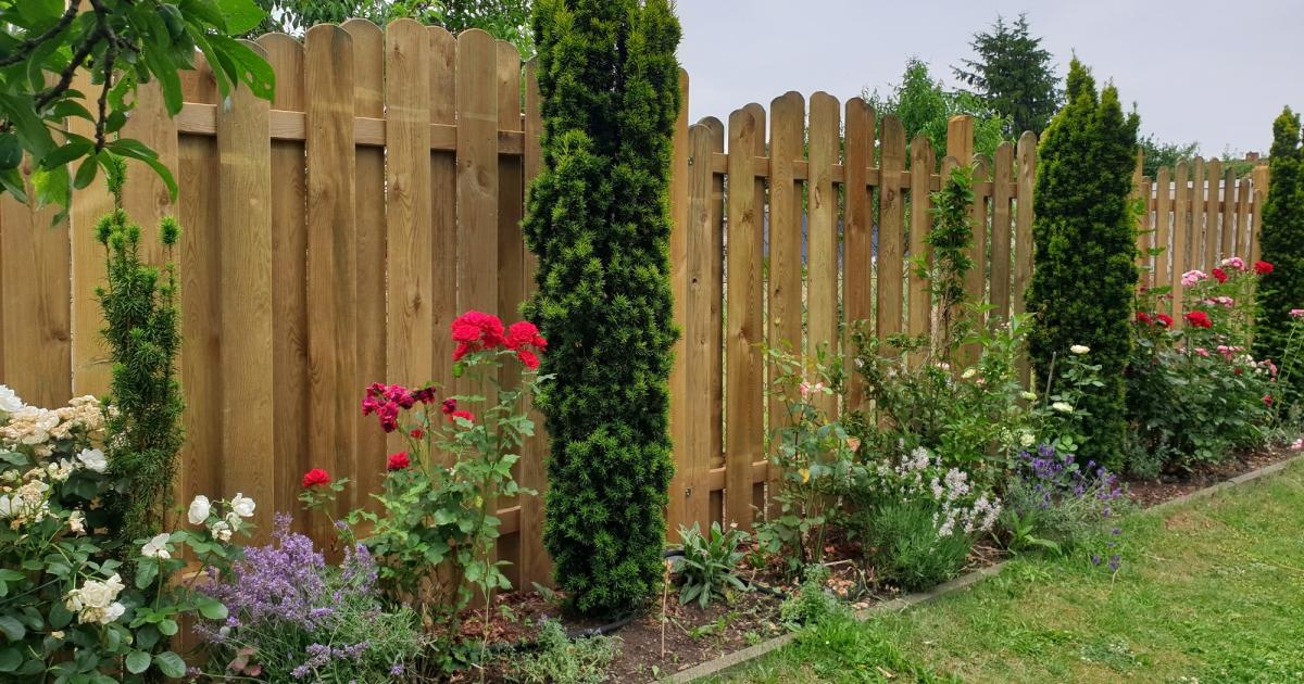 People urged to make gap in garden fence to help hedgehogs