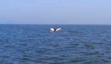Humpback whale spotted off the Norfolk coast at Winterton