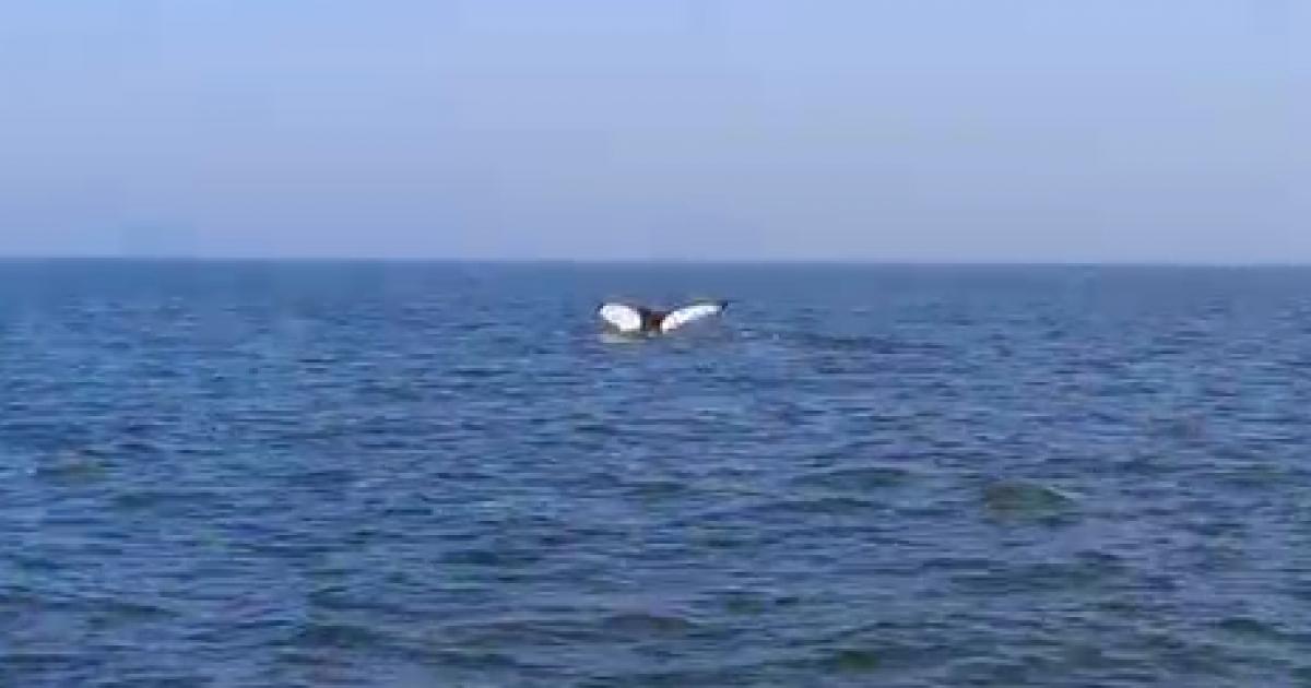 Humpback whale spotted off the Norfolk coast at Winterton