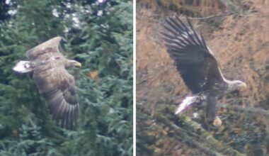 Pair of white-tailed eagles sighted at Ardingly Reservoir