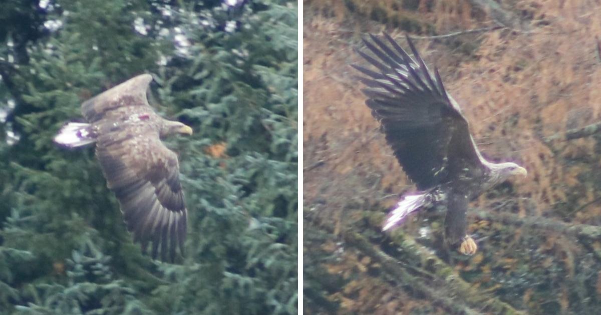 Pair of white-tailed eagles sighted at Ardingly Reservoir