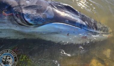 Urgent response underway as young whale stranded on Cornwall beach: recap - Falmouth Packet