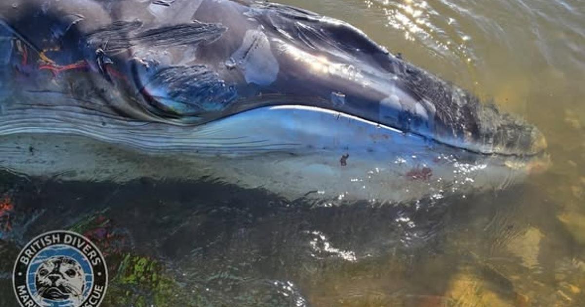 Urgent response underway as young whale stranded on Cornwall beach: recap - Falmouth Packet