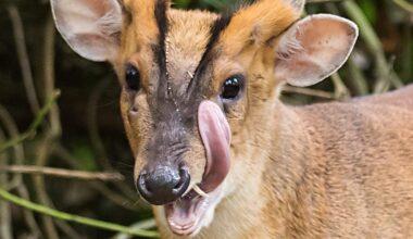 A look at the muntjac deer living on Holt Island in St Ives