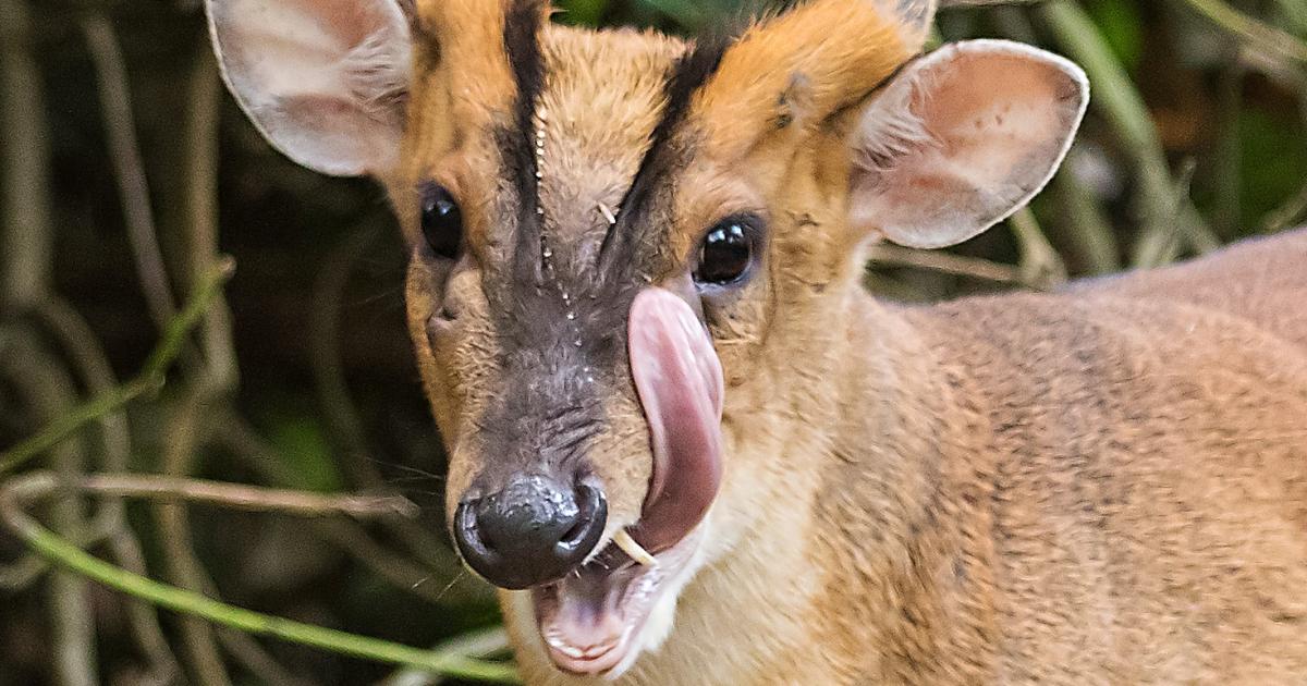A look at the muntjac deer living on Holt Island in St Ives