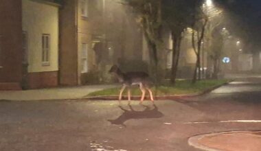 Essex residents surprised to see deer in housing estate