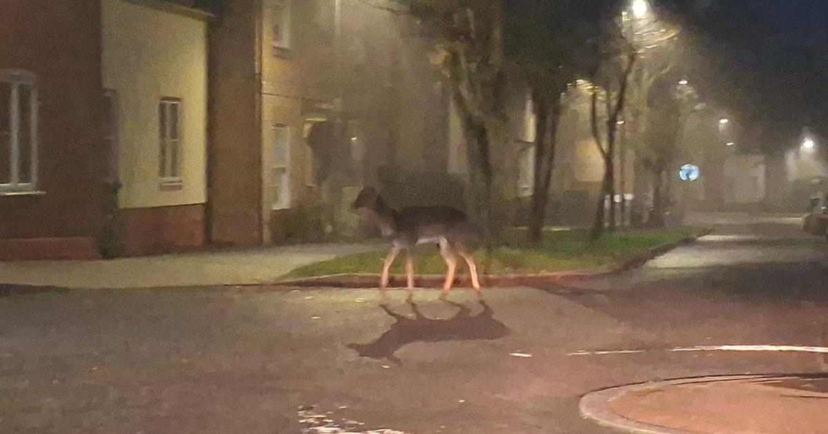 Essex residents surprised to see deer in housing estate