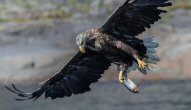 Concerns raised over lamb losses if sea eagles return to Cumbria