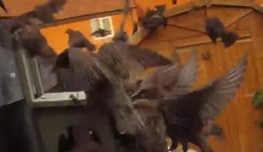 Huge swarm of starlings and magpies invade garden in the UK