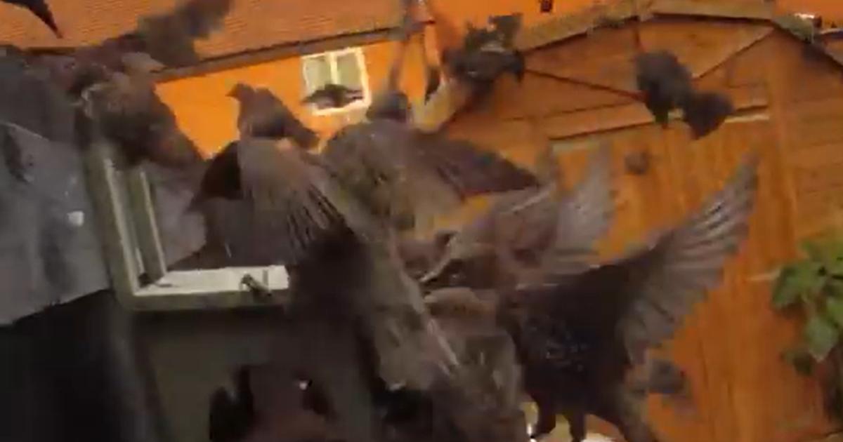 Huge swarm of starlings and magpies invade garden in the UK