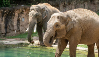 Asian elephant Nhi Linh (foreground) is pregnant and due to give birth between mid-January and early March 2026 at the Smithsonian’s National Zoo and Conservation Biology Institute. Male Spike (background) sired the calf. Credit: Spike Brown/Smithsonian