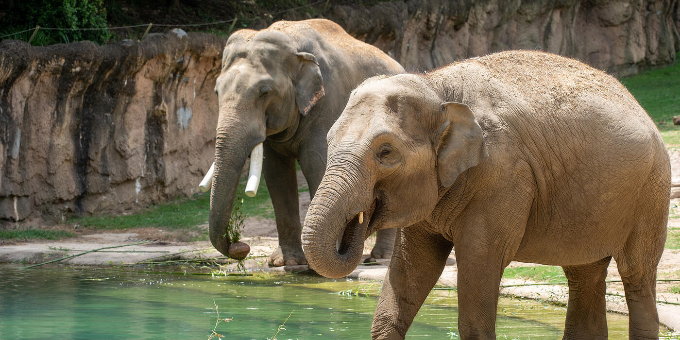 Asian elephant Nhi Linh (foreground) is pregnant and due to give birth between mid-January and early March 2026 at the Smithsonian’s National Zoo and Conservation Biology Institute. Male Spike (background) sired the calf. Credit: Spike Brown/Smithsonian
