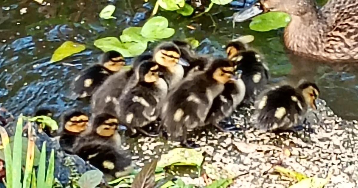 York duckings born in November: 'Let's hope they survive'