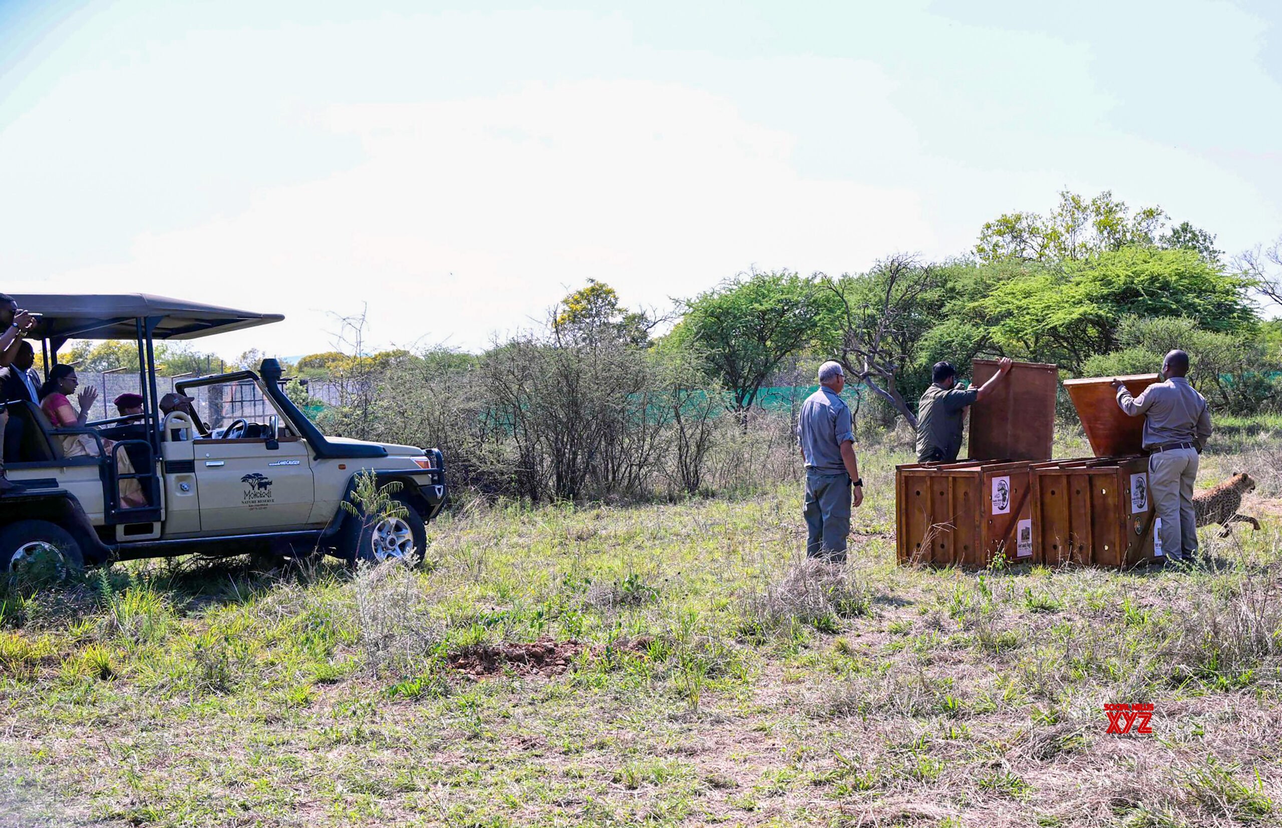 Botswana: Release of Cheetahs for Project Cheetah #Gallery