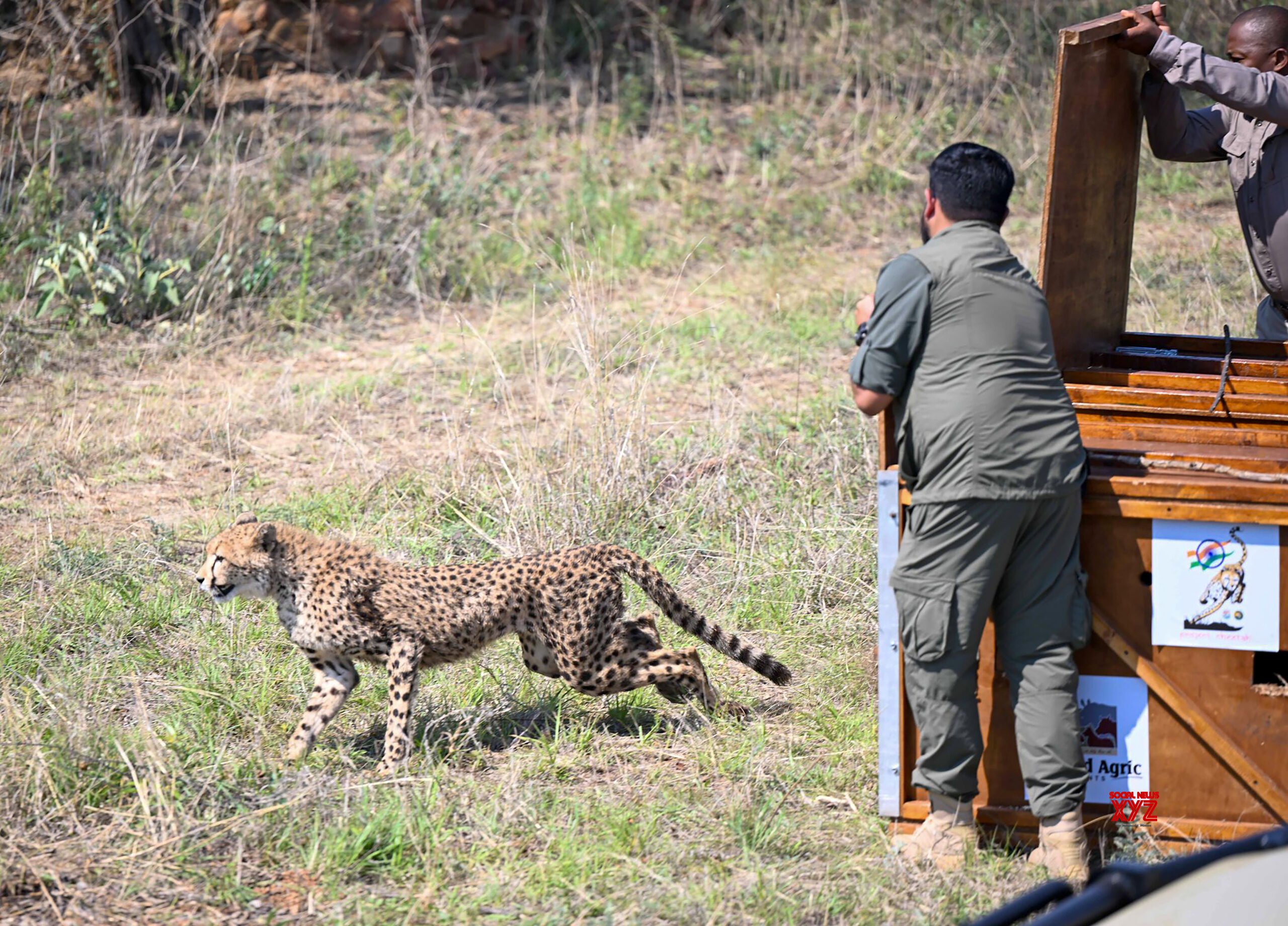 Botswana: Release of Cheetahs for Project Cheetah #Gallery