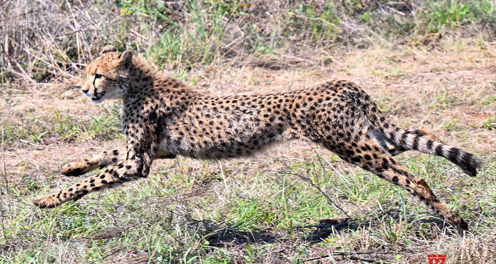 Botswana: Release of Cheetahs for Project Cheetah #Gallery