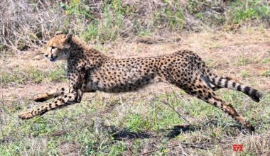 Botswana: Release of Cheetahs for Project Cheetah #Gallery