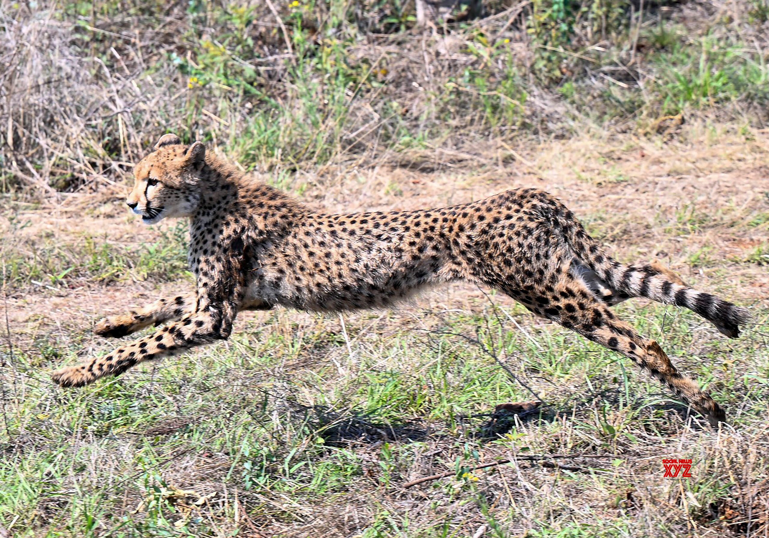 Botswana: Release of Cheetahs for Project Cheetah #Gallery
