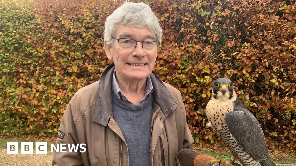 Falcon missing from Suffolk village found after four-day search