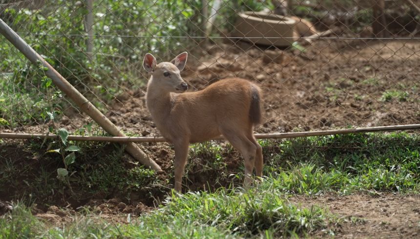 A sambar deer in Thailand.