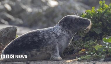 A grey and white baby seal sat on rocks by a mount of seaweed. It is looking away from camera at the seaweed. There are some large rocks in the background slightly blurred.