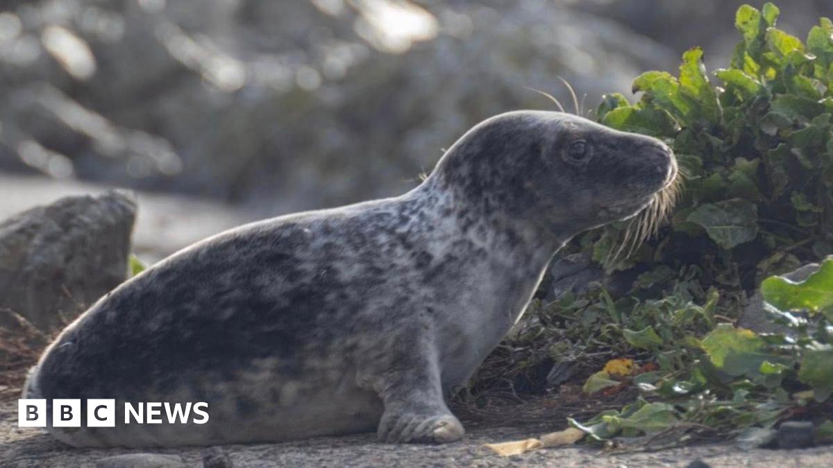 A grey and white baby seal sat on rocks by a mount of seaweed. It is looking away from camera at the seaweed. There are some large rocks in the background slightly blurred.