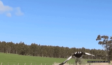 A shadow, a clacking, then an attack: Australia’s vicious magpies